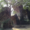 2015-1-31山板樵露營