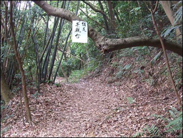 大坑桐花步道