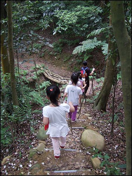 大坑桐花步道