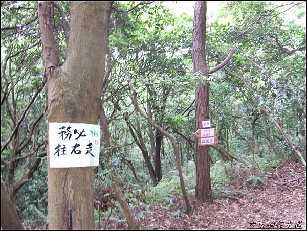 大坑桐花步道