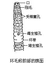 蚯蚓生殖系統