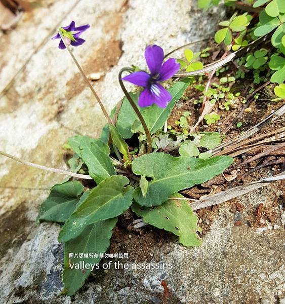 小堇菜.紫花地丁.Viola philippica.陸龜