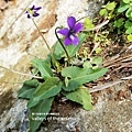 小堇菜.紫花地丁.Viola philippica.陸龜