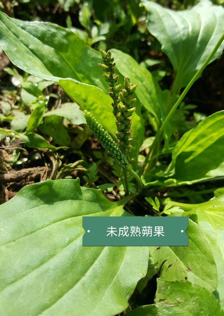 車前草-公主小花園