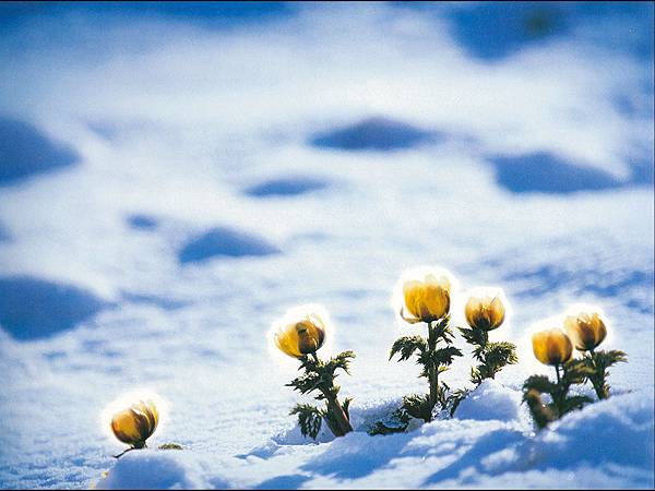 0727雪蓮花.jpg 0727雪蓮花.jpg