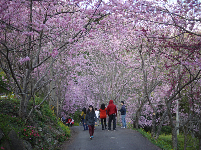 賞櫻的私房景點 桃園上巴陵 櫻木花道 小手芊大手の彤話世界 痞客邦