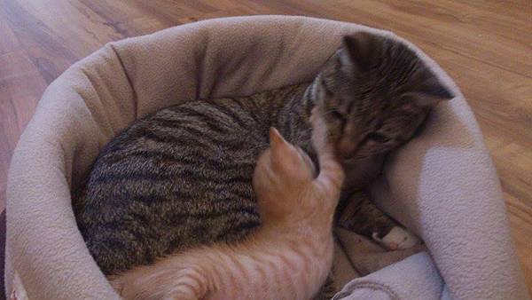 10426686_10152108420527001_3951628272468585536_n