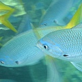 帛琉的海裡魚群1.jpg