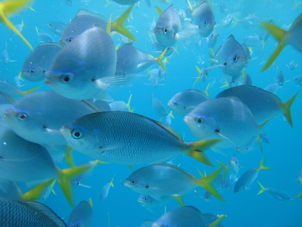 帛琉的海裡魚群5.jpg