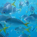 帛琉的海裡魚群5.jpg