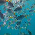 帛琉的海裡魚群8.jpg
