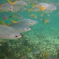 帛琉的海裡魚群10.jpg