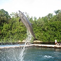 帛琉海豚灣的海豚.jpg
