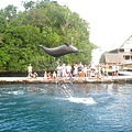 帛琉海豚灣的海豚海豚灣1.jpg