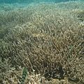 帛琉藍色珊瑚礁2.jpg