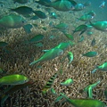 帛琉藍色珊瑚礁3.jpg