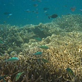 帛琉藍色珊瑚礁5.jpg