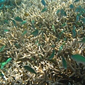 帛琉藍色珊瑚礁7.jpg