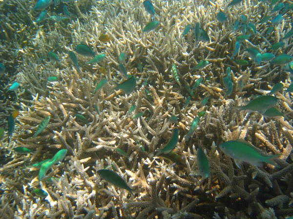 帛琉藍色珊瑚礁8.jpg