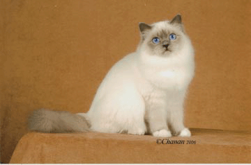 重點色布偶貓 其他重點色貓 ｄｏｌｐｈｉｎ ｒａｇｄｏｌｌ 痞客邦