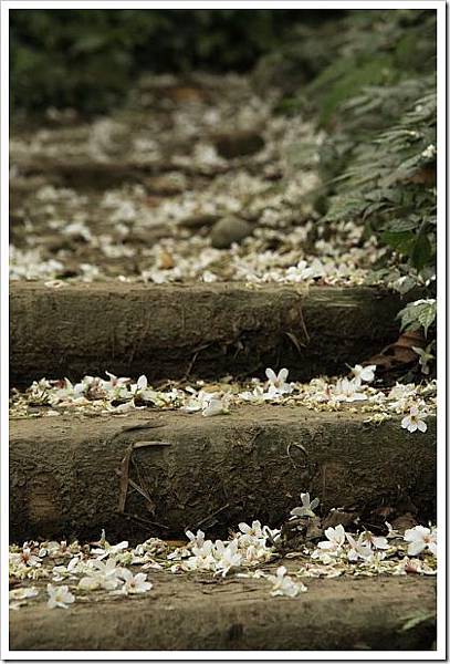 27544620:賞桐花～大溪十一指古道初體驗～