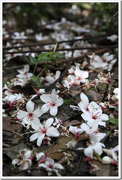 27544620:賞桐花～大溪十一指古道初體驗～