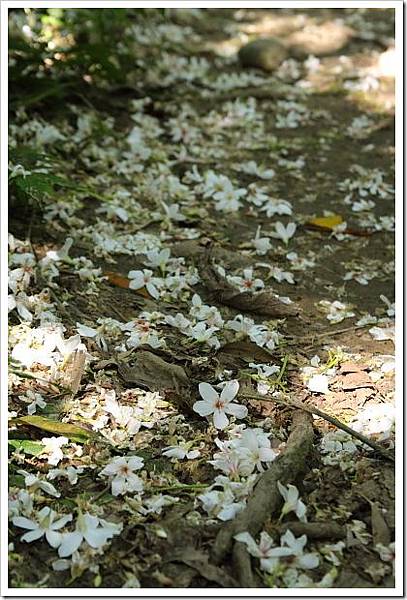 27544620:賞桐花～大溪十一指古道初體驗～