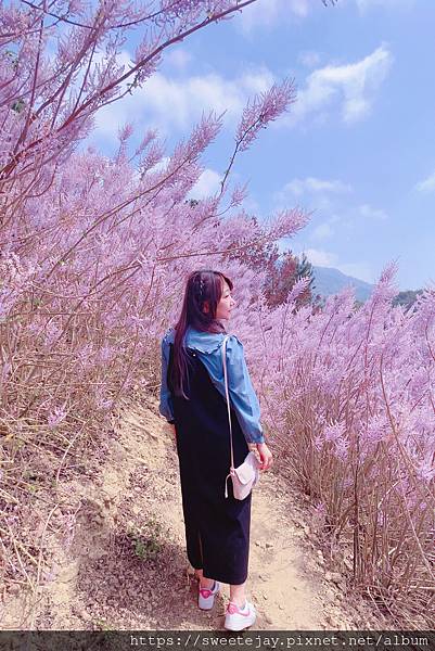 南投景點 ｜ 超夢幻粉紅山丘 ‧ 中寮瑰蜜甜心玫瑰園