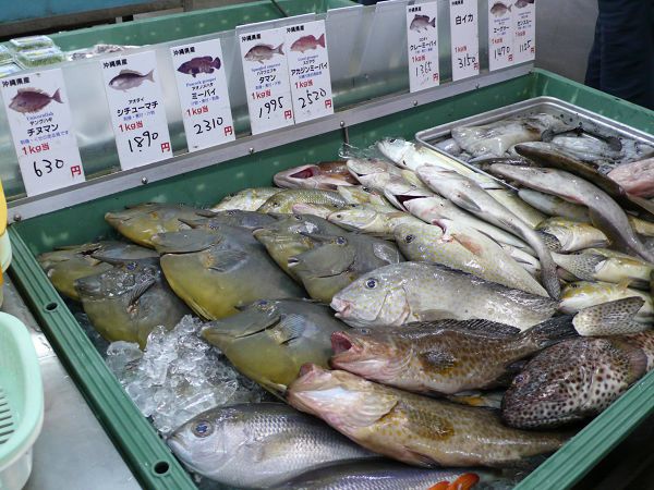 鼻子魚!你從水族館來了嗎!