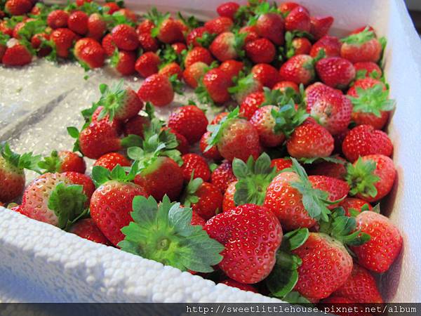 草莓季登場