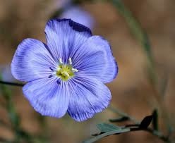 blue tansy.jpg