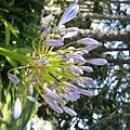 A flower at Berkeley