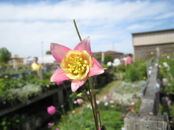 Another unknown Flower