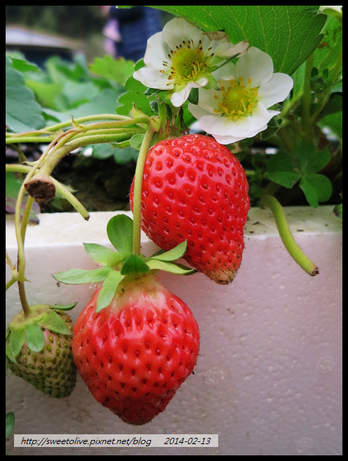 20140213 大湖採草莓 南投賞花燈-9