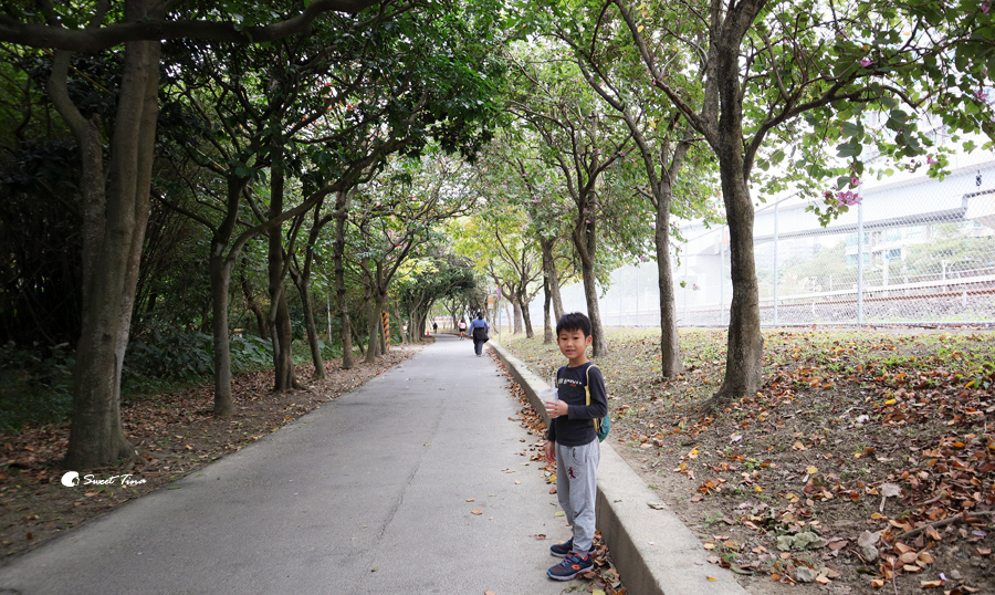 紅樹林自然生態