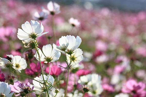 2016中部賞花景點