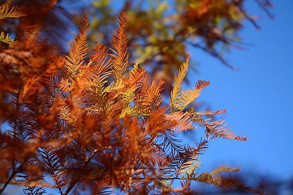 雲林私房景點 雲林私房景點