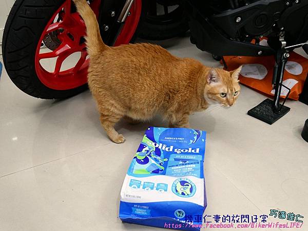 [心得/貓食] Solid Gold素力高天然糧 身輕如燕 