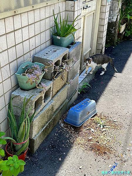 [毛孩] 關於四貓 - 啊咪、啊MO、海獅、飯糰