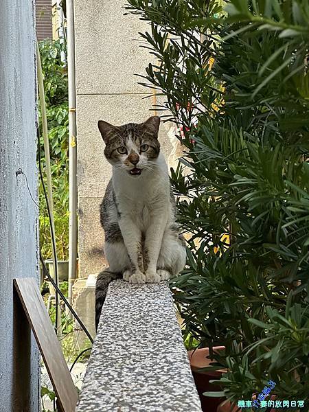 [毛孩] 關於四貓 - 啊咪、啊MO、海獅、飯糰