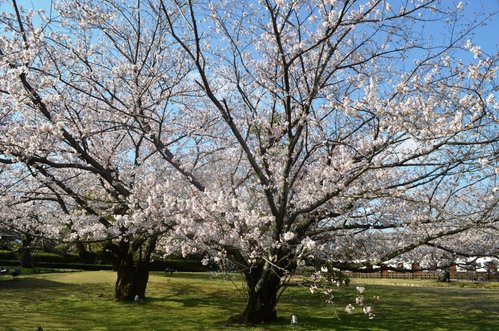 日本九州● 煙花三月上九州