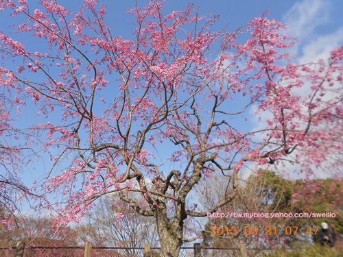 日本九州● 煙花三月上九州