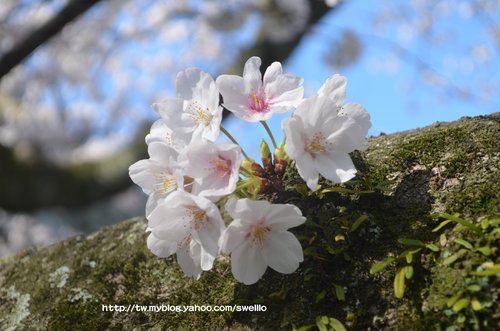 日本九州● 煙花三月上九州