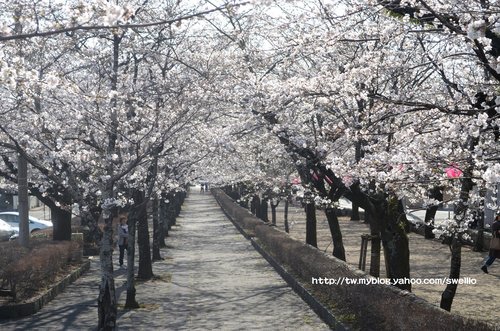 日本九州● 煙花三月上九州