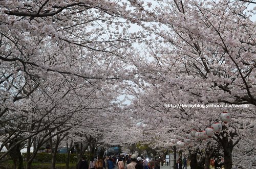 日本九州● 煙花三月上九州