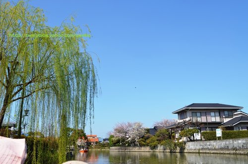 日本九州● 煙花三月上九州