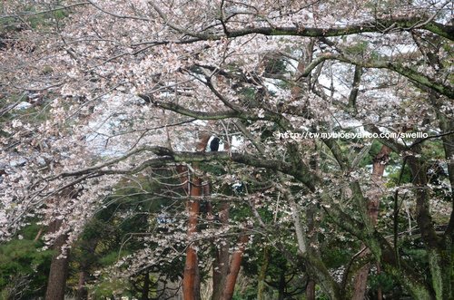 日本九州● 煙花三月上九州