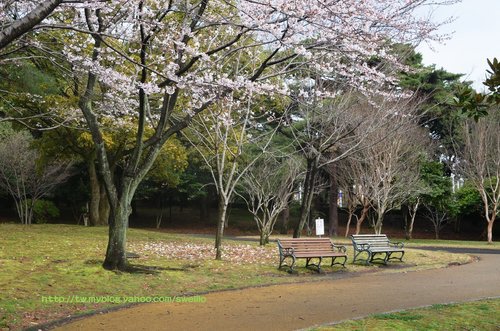 日本九州● 煙花三月上九州