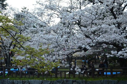 日本九州● 煙花三月上九州