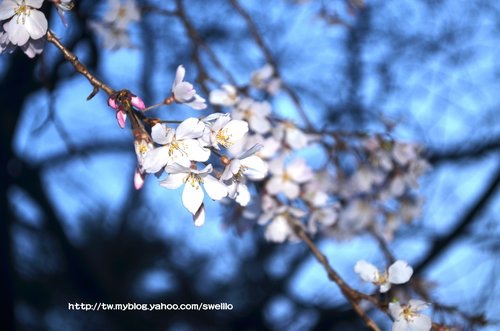 日本九州● 煙花三月上九州